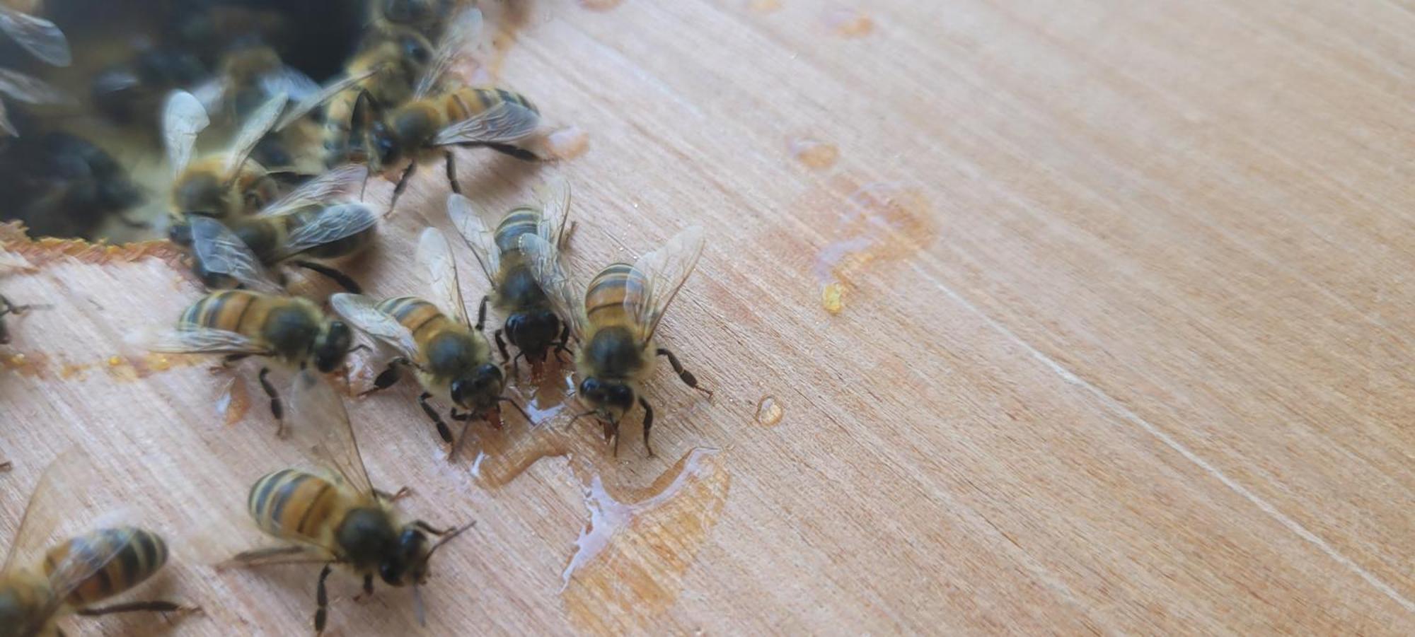 La Maison De L'Abeille De Percey Longeau-Percey Eksteriør billede