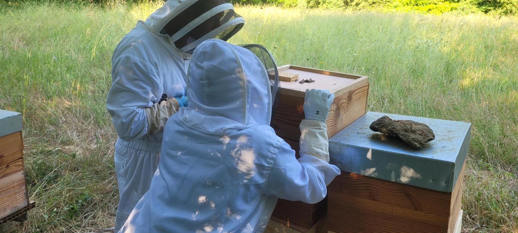 La Maison De L'Abeille De Percey Longeau-Percey Eksteriør billede